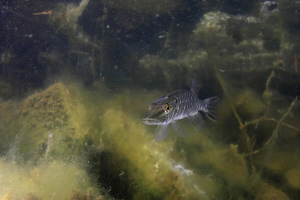Pickerel by Veronika Matějková 